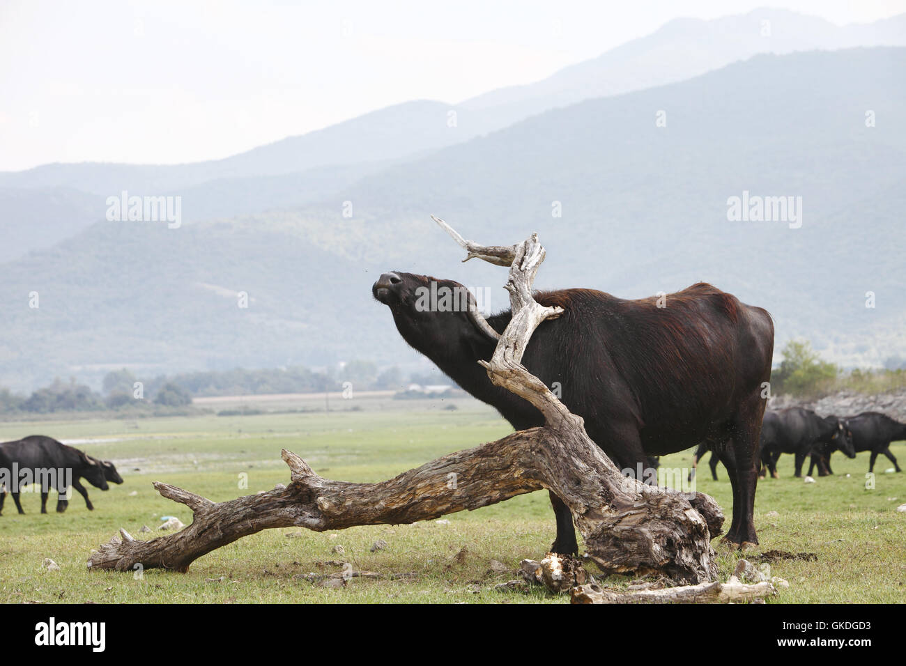 Water buffalo leave the lake to graze on the banks of Lake Kerkini in the Northern region of Greek Macedonia, Greece Stock Photo