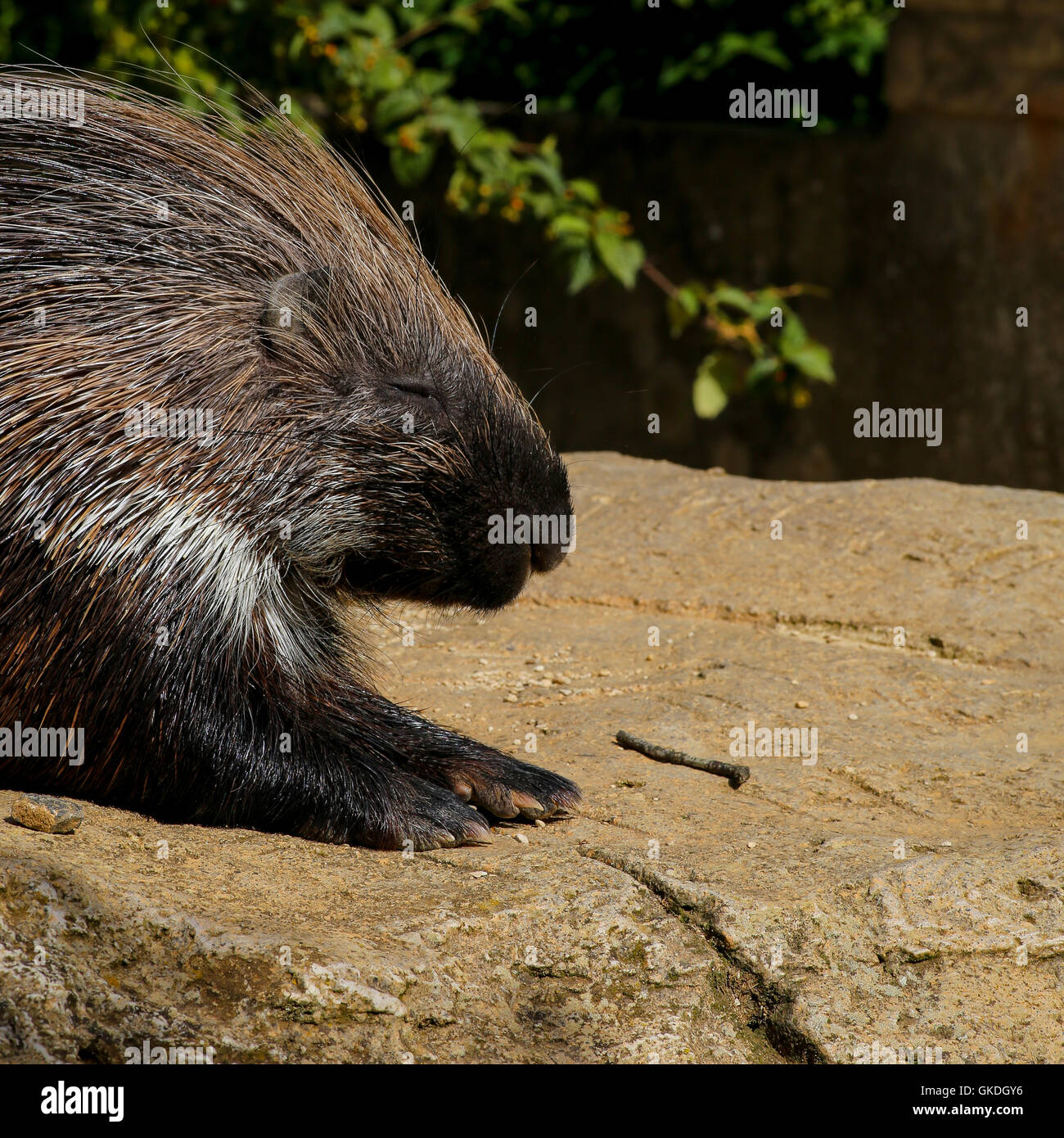 African crested porcupine Hystrix cristata displaying spines, resting on the rock Stock Photo