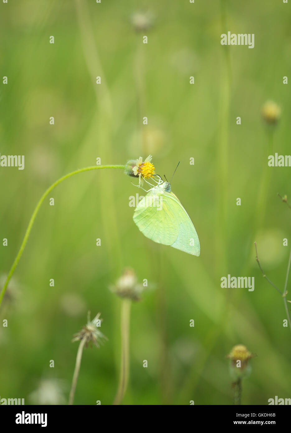 Common Grass Yellow butterfly (Eurema hecabe contubrenalis (Moore)) on a grass flower Stock Photo