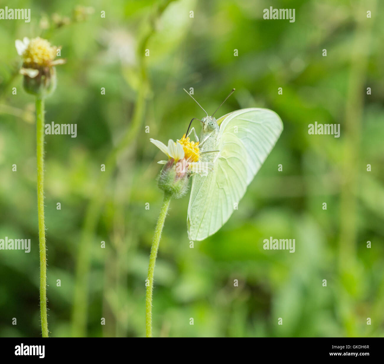 Common Grass Yellow butterfly (Eurema hecabe contubrenalis (Moore)) on a grass flower Stock Photo