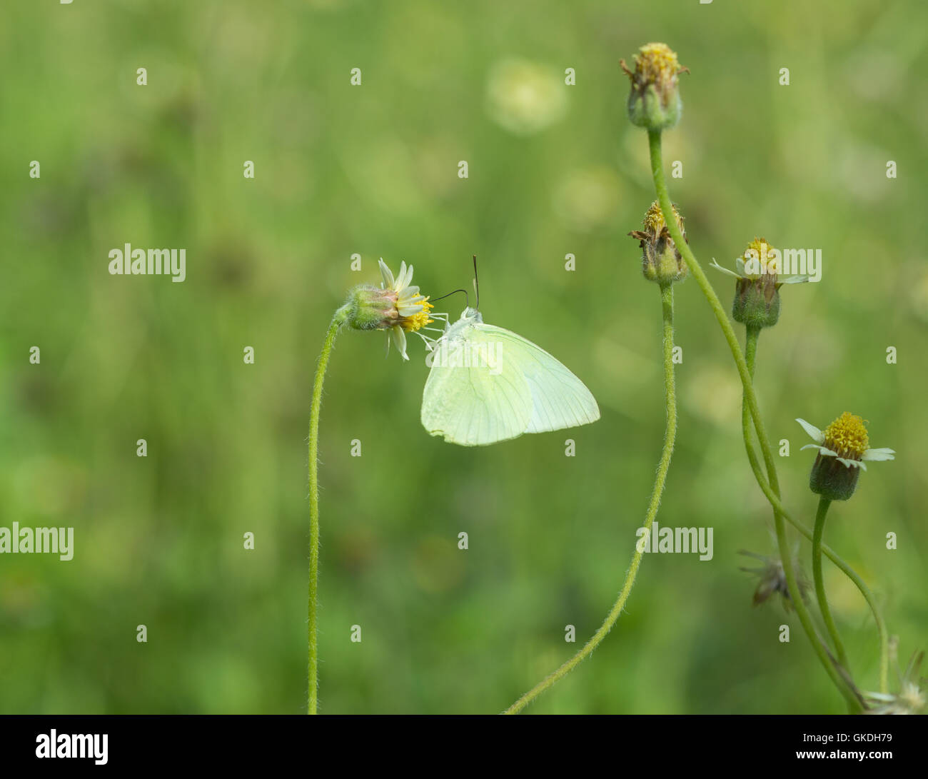 Common Grass Yellow butterfly (Eurema hecabe contubrenalis (Moore)) on