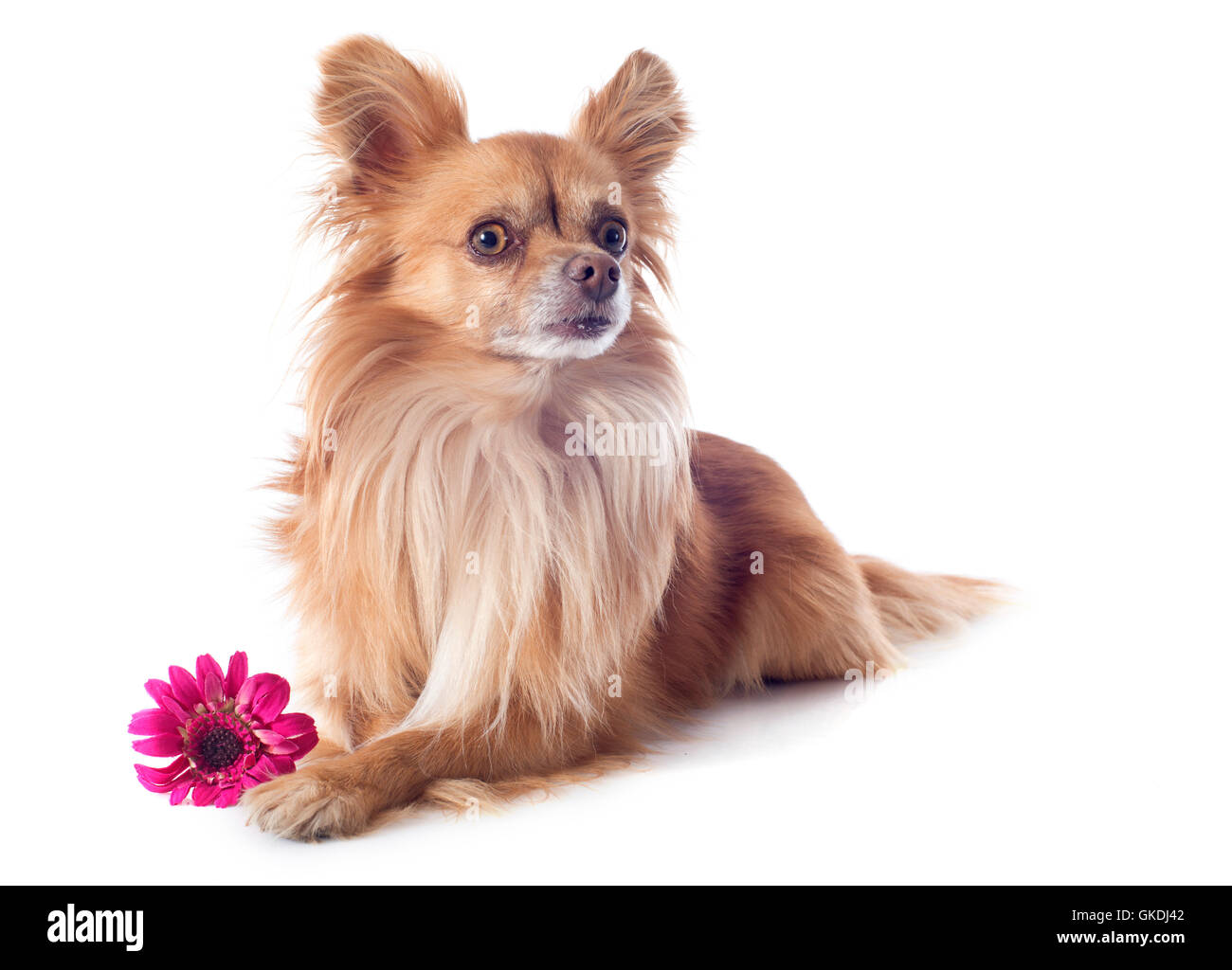 flower plant dog Stock Photo Alamy