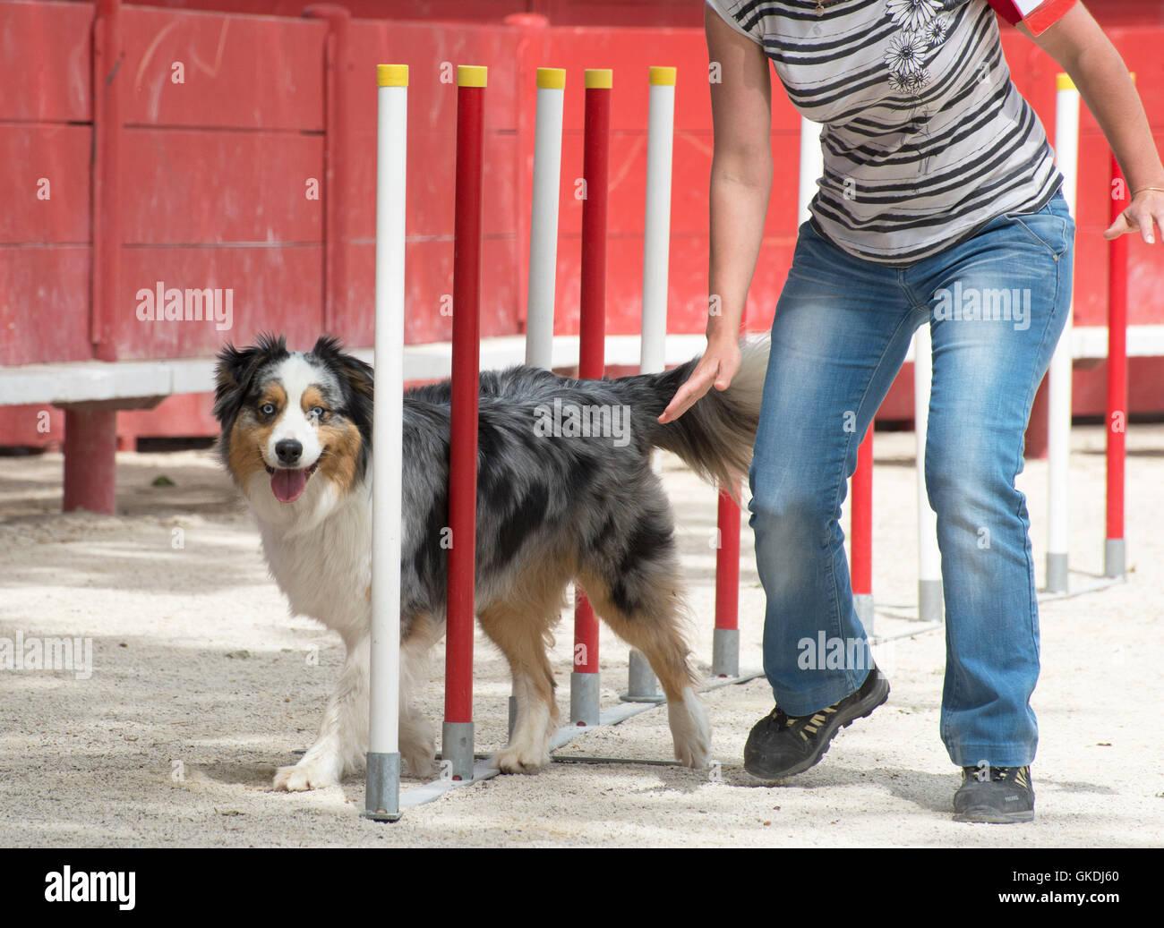 dog spring bouncing Stock Photo - Alamy