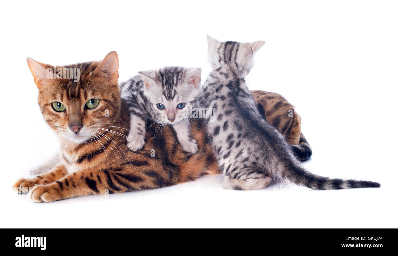 cats three mother Stock Photo