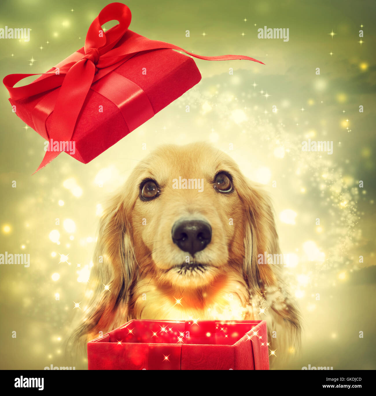 present pet green Stock Photo Alamy