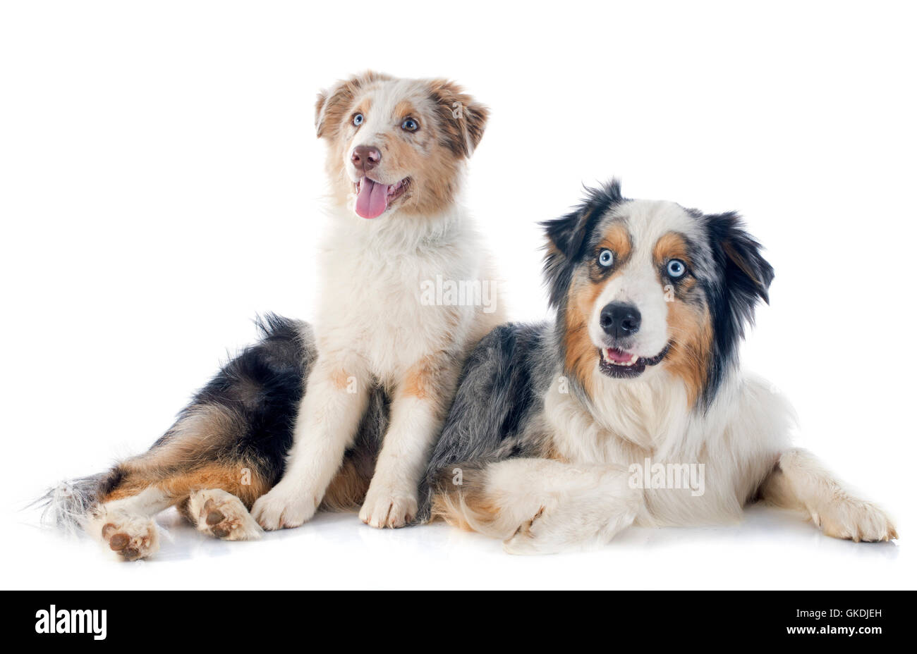 dog dogs adult Stock Photo
