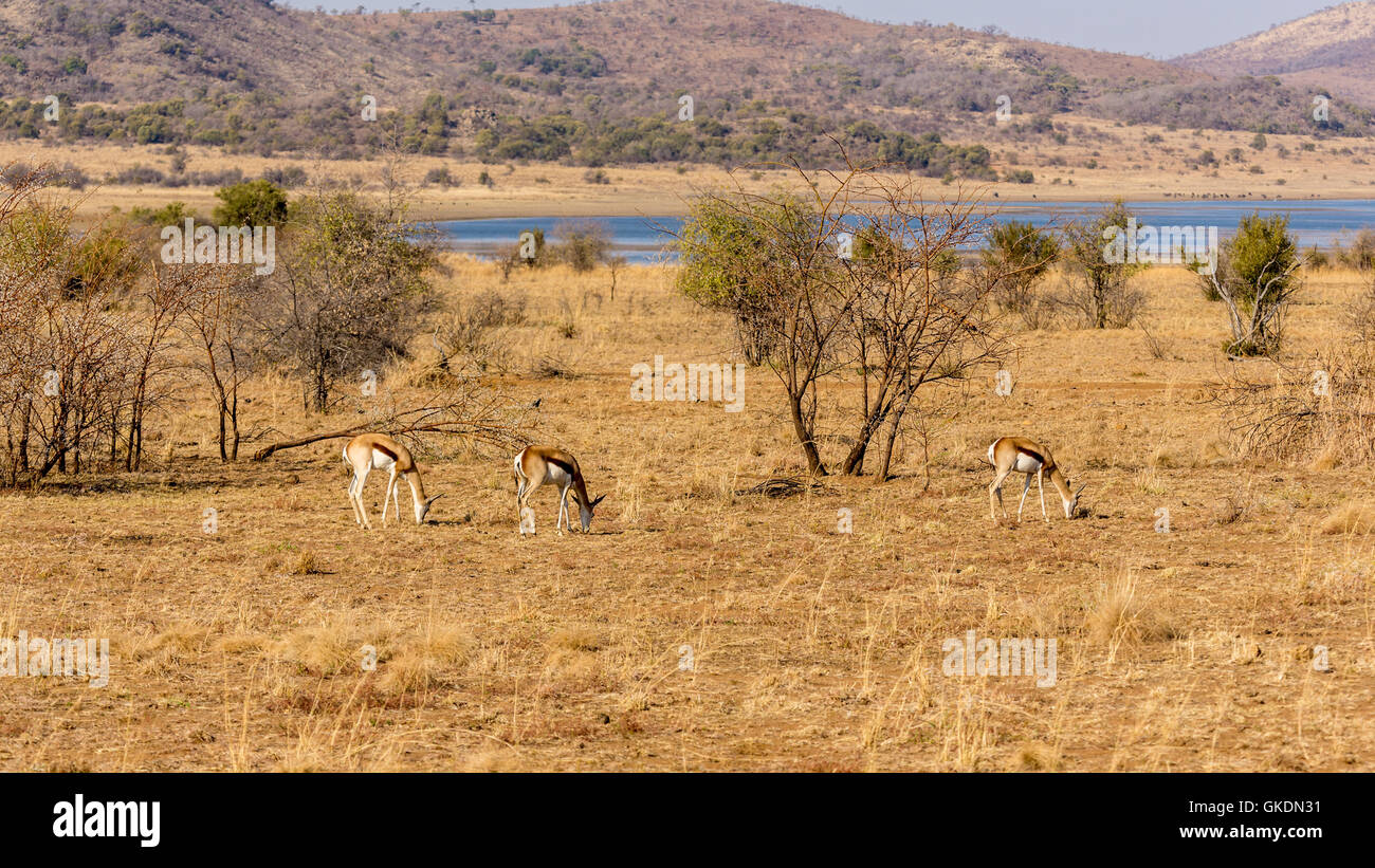 Africa wildlife hi-res stock photography and images - Alamy