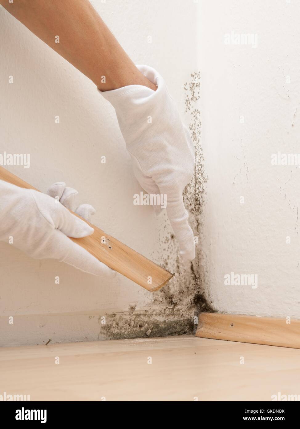 mold in the apartment Stock Photo Alamy