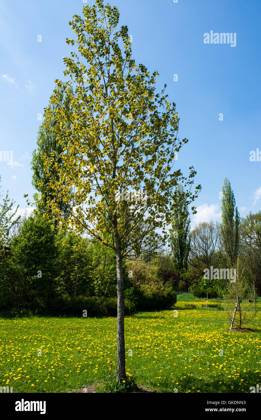 Black poplar tree hires stock photography and images Alamy