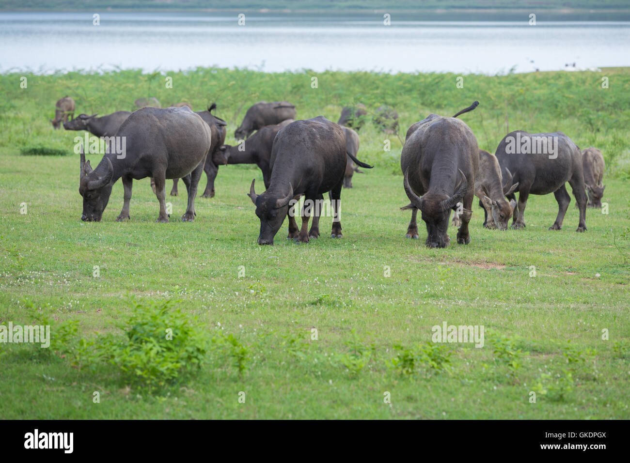 water buffalo eating grass on the field Stock Photo Alamy