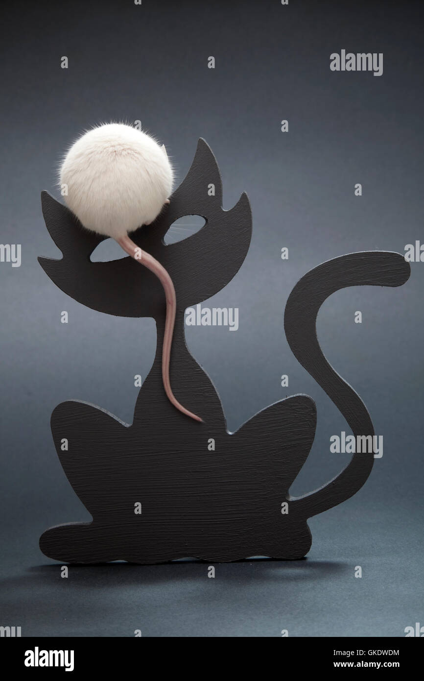 Game of cat and mouse Stock Photo - Alamy