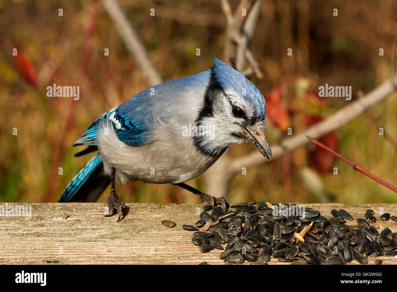 Bluejay Cyanocitta cristata Stock Photo