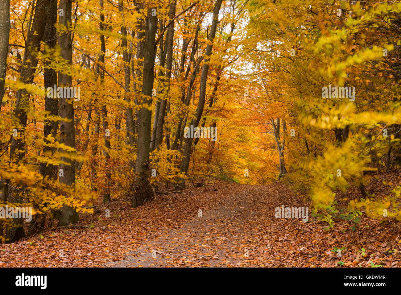 Fall Forest Trail Stock Photo - Alamy