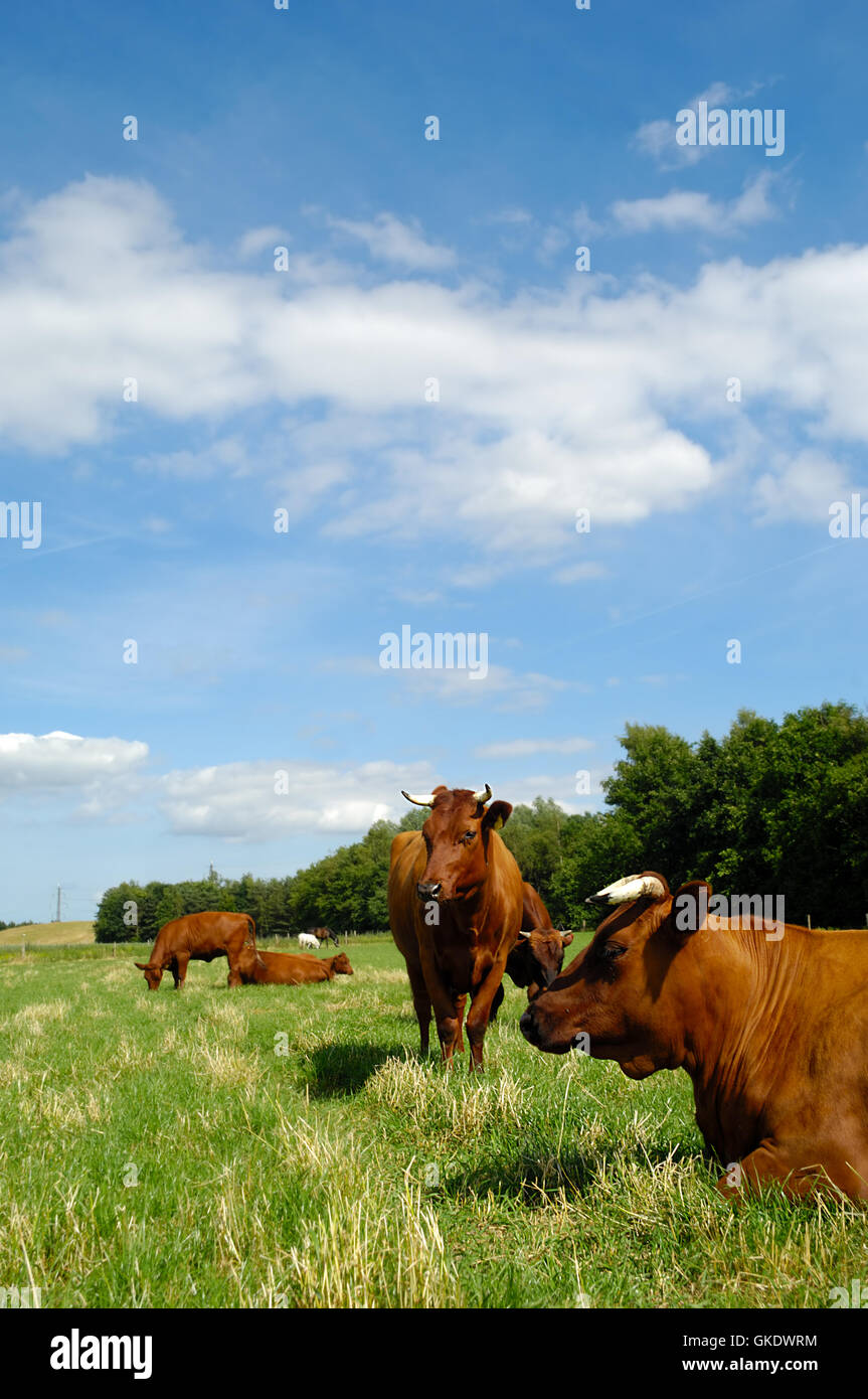 Cows on green grass Stock Photo - Alamy