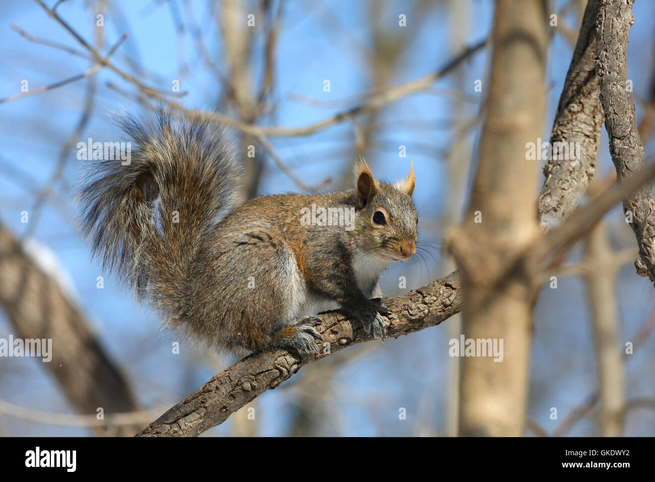 Eastern Grey Squirrel Stock Photo - Alamy