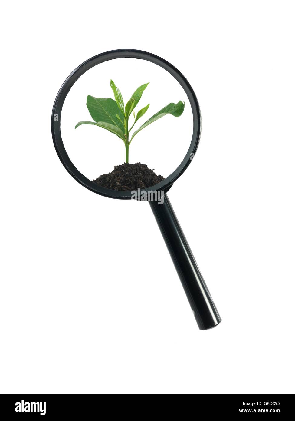 Magnifying lens plant Cut Out Stock Images & Pictures Alamy