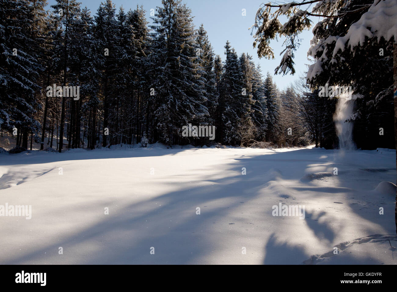 Winter forest Stock Photo