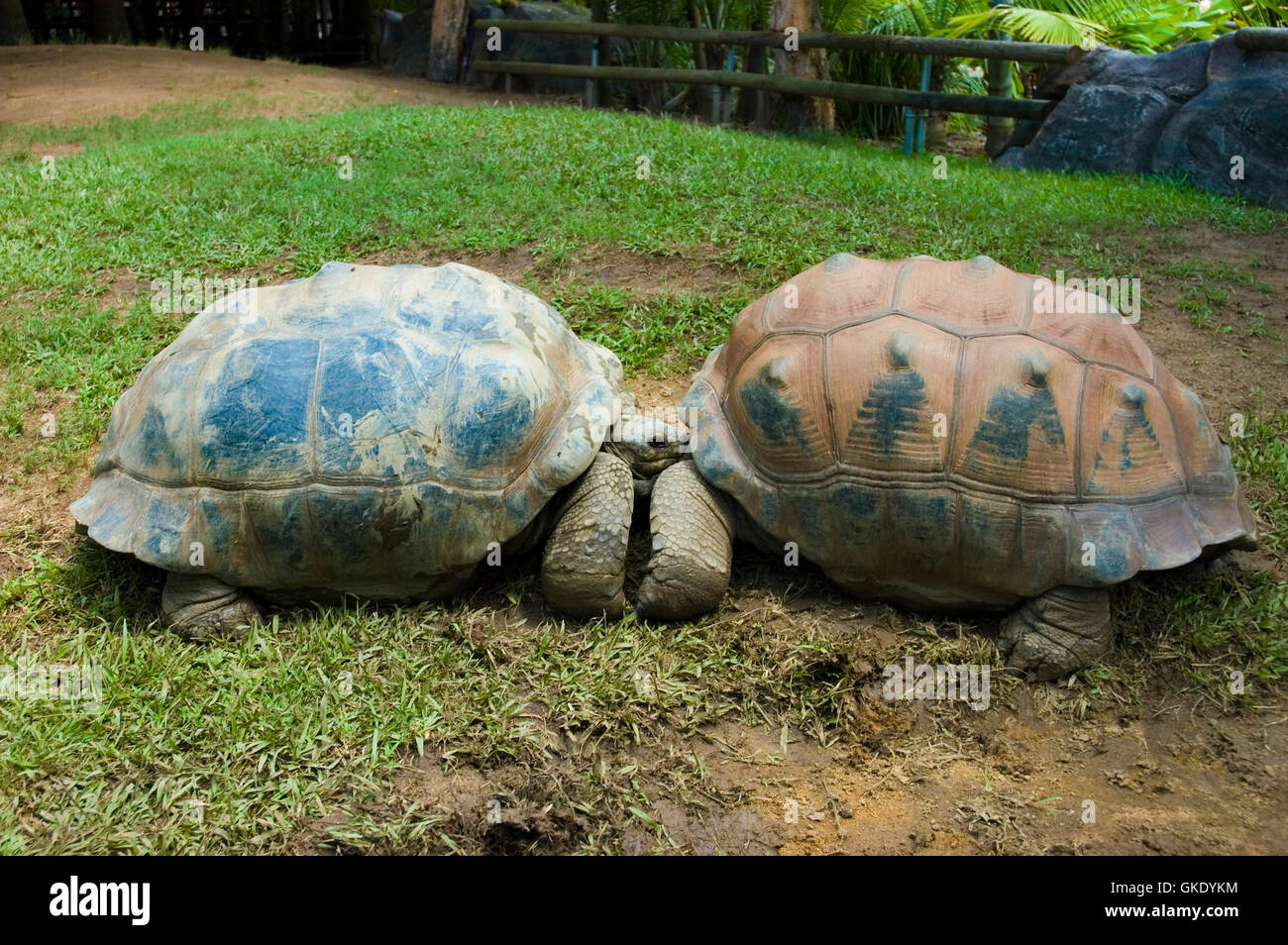 two turtles kissing Stock Photo Alamy