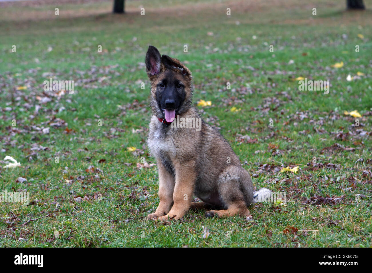 German Shepherd Puppy Stock Photo Alamy