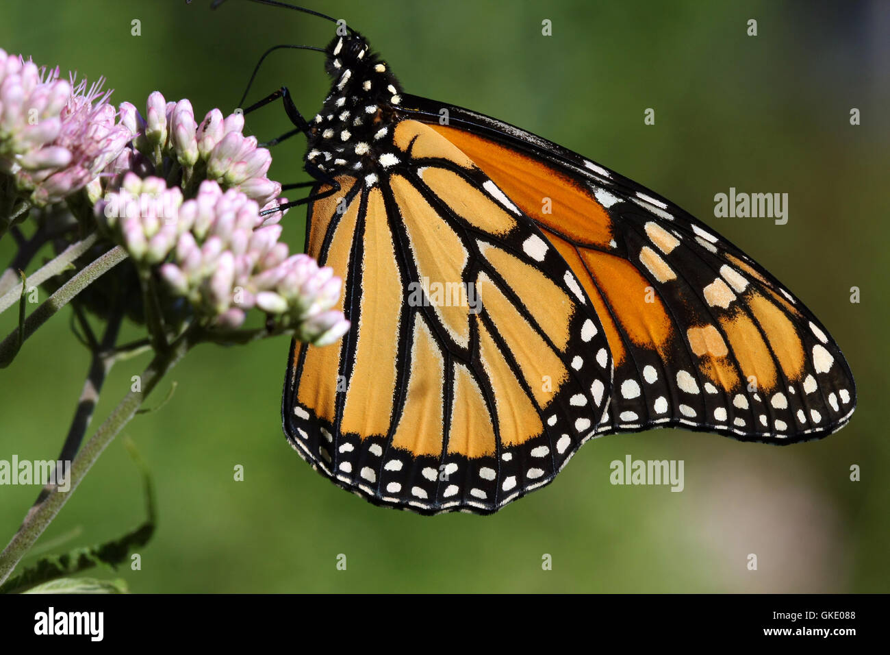 Monarch Butterfly Danaus plexippus Stock Photo - Alamy