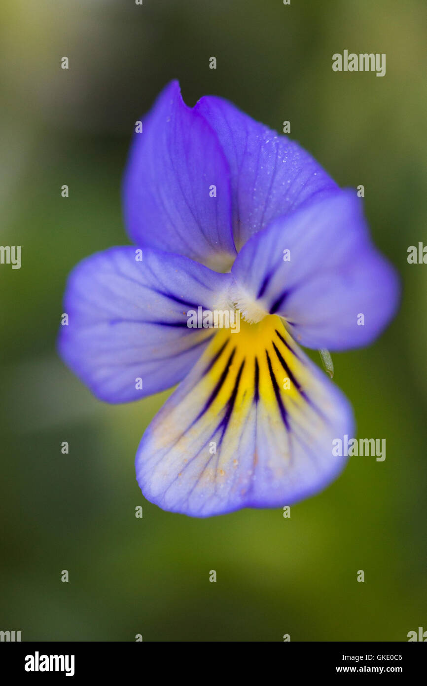 Viola tricolor flower, Also known as Johnny Jump up Stock Photo