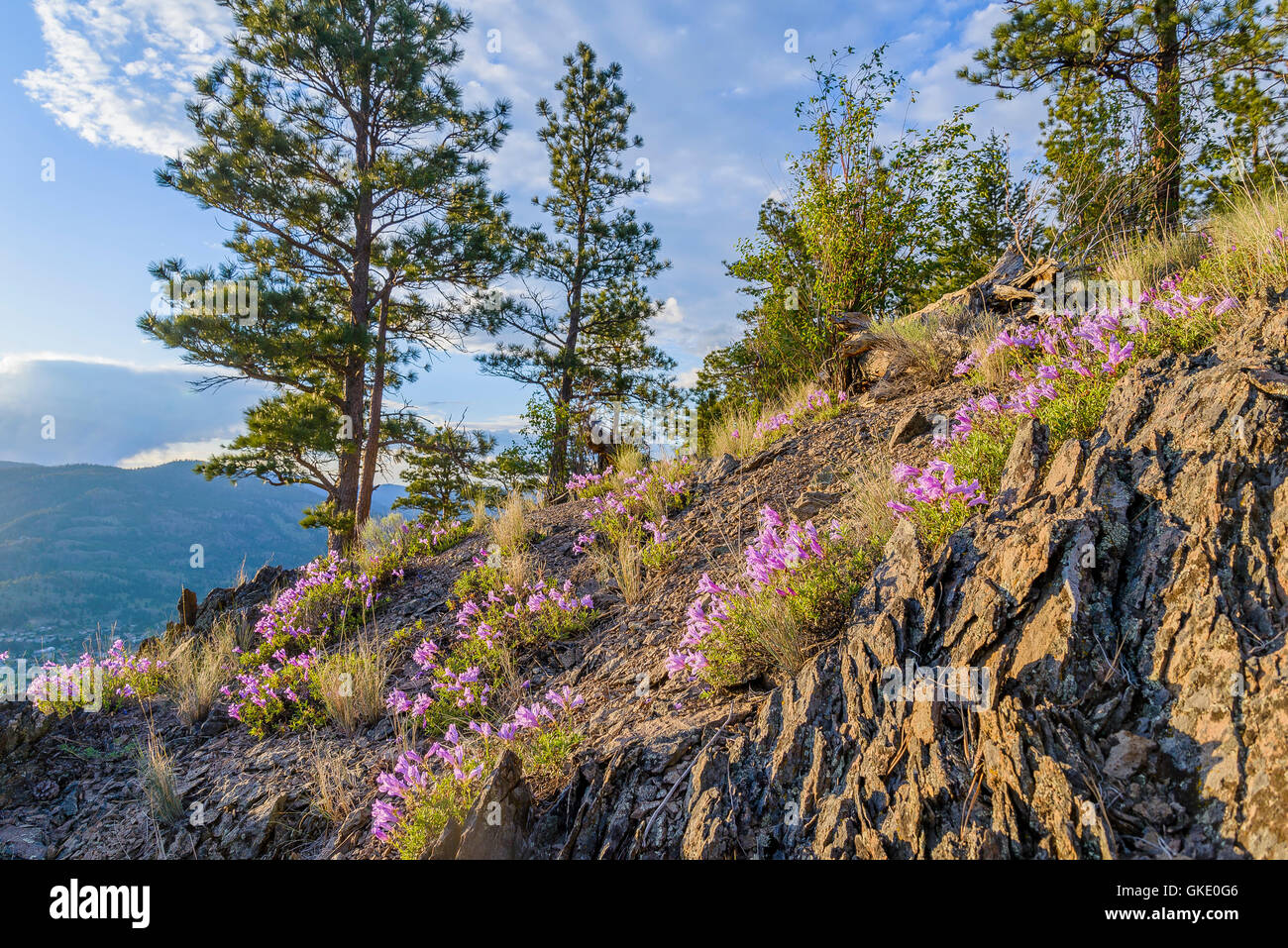 Wildflowers british columbia hi-res stock photography and images - Alamy