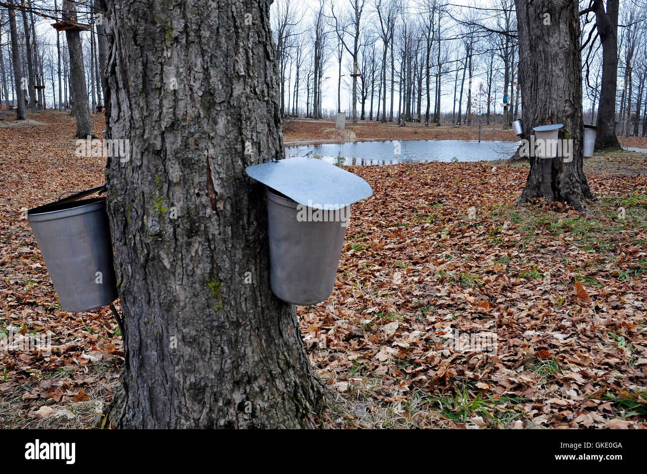 The Maple Syrup Farms cabanes à sucre of Quebec during Autumn collecting our favourite pancake and waffle toppings Stock Photo