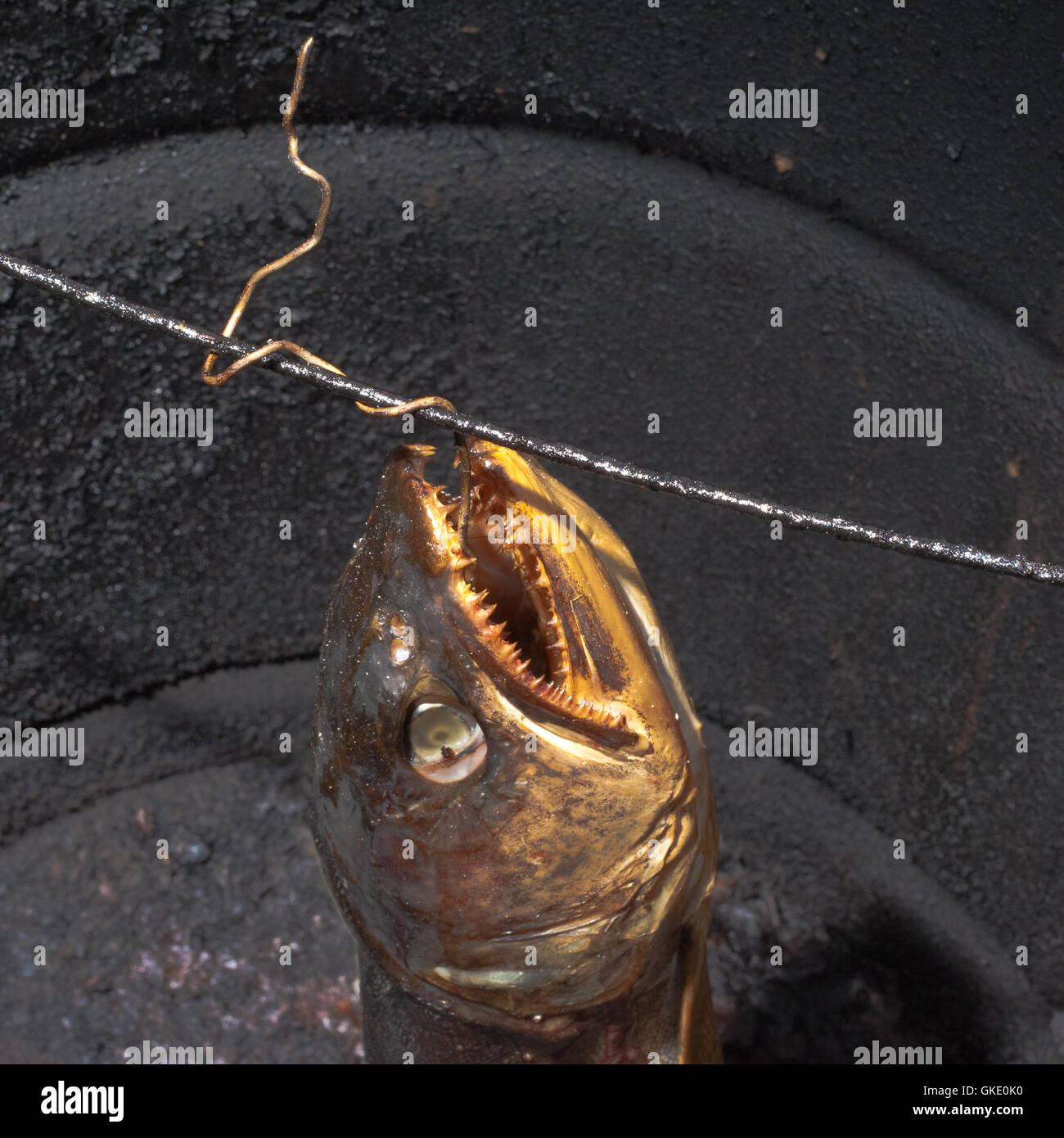 Fish in Smoker Stock Photo Alamy