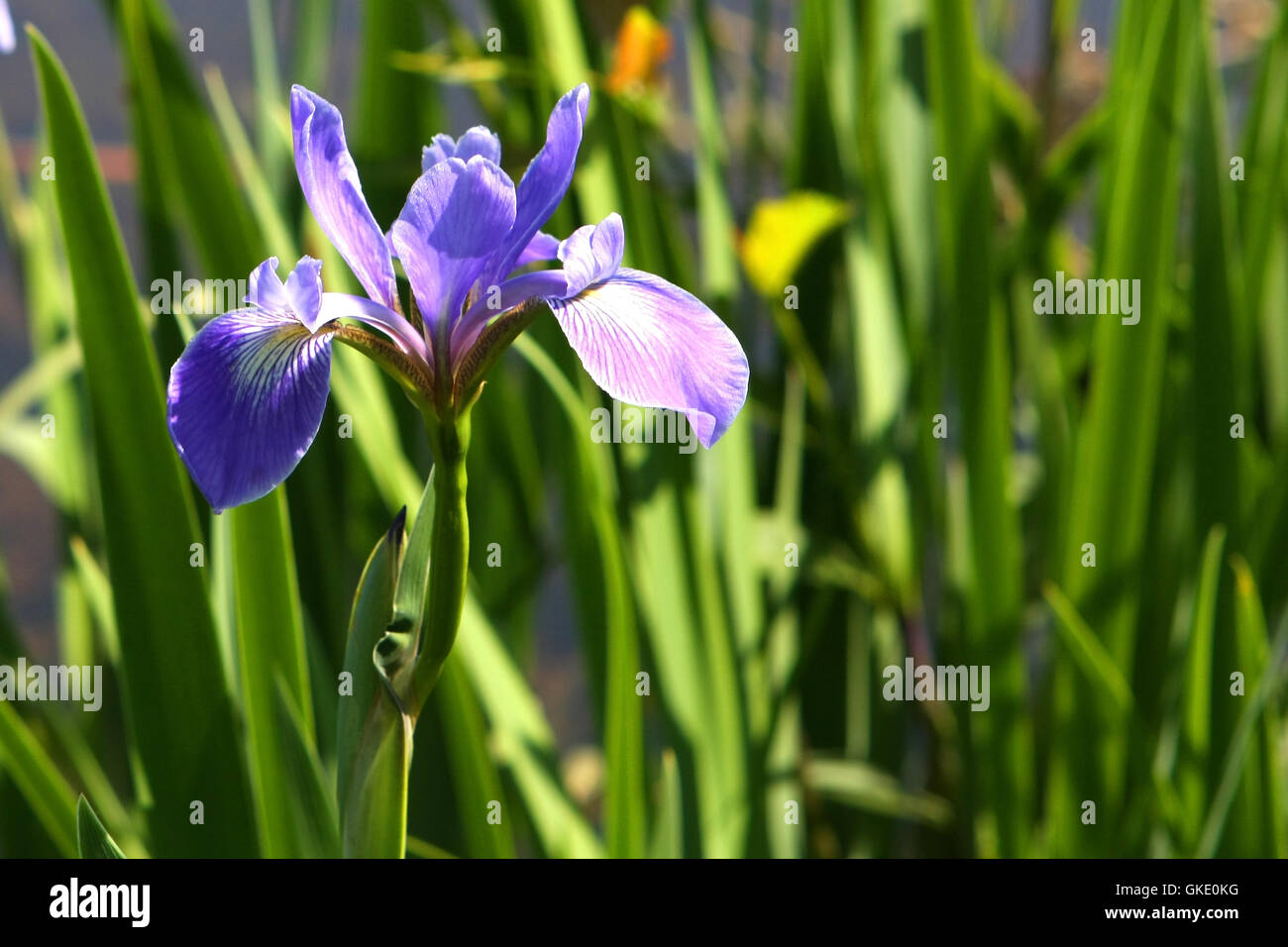 Blue Flag Iris Flower Stock Photo Alamy