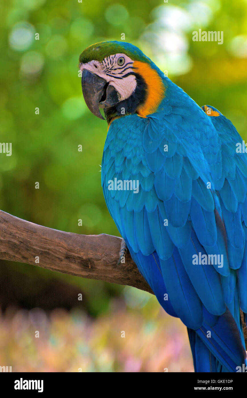 Mexican Parrot Stock Photos & Mexican Parrot Stock Images - Alamy