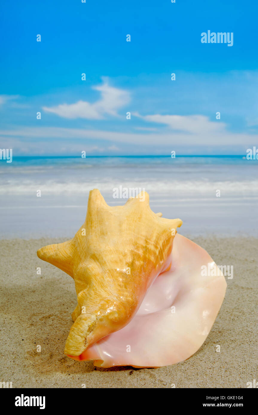 Conch on beach Stock Photo - Alamy