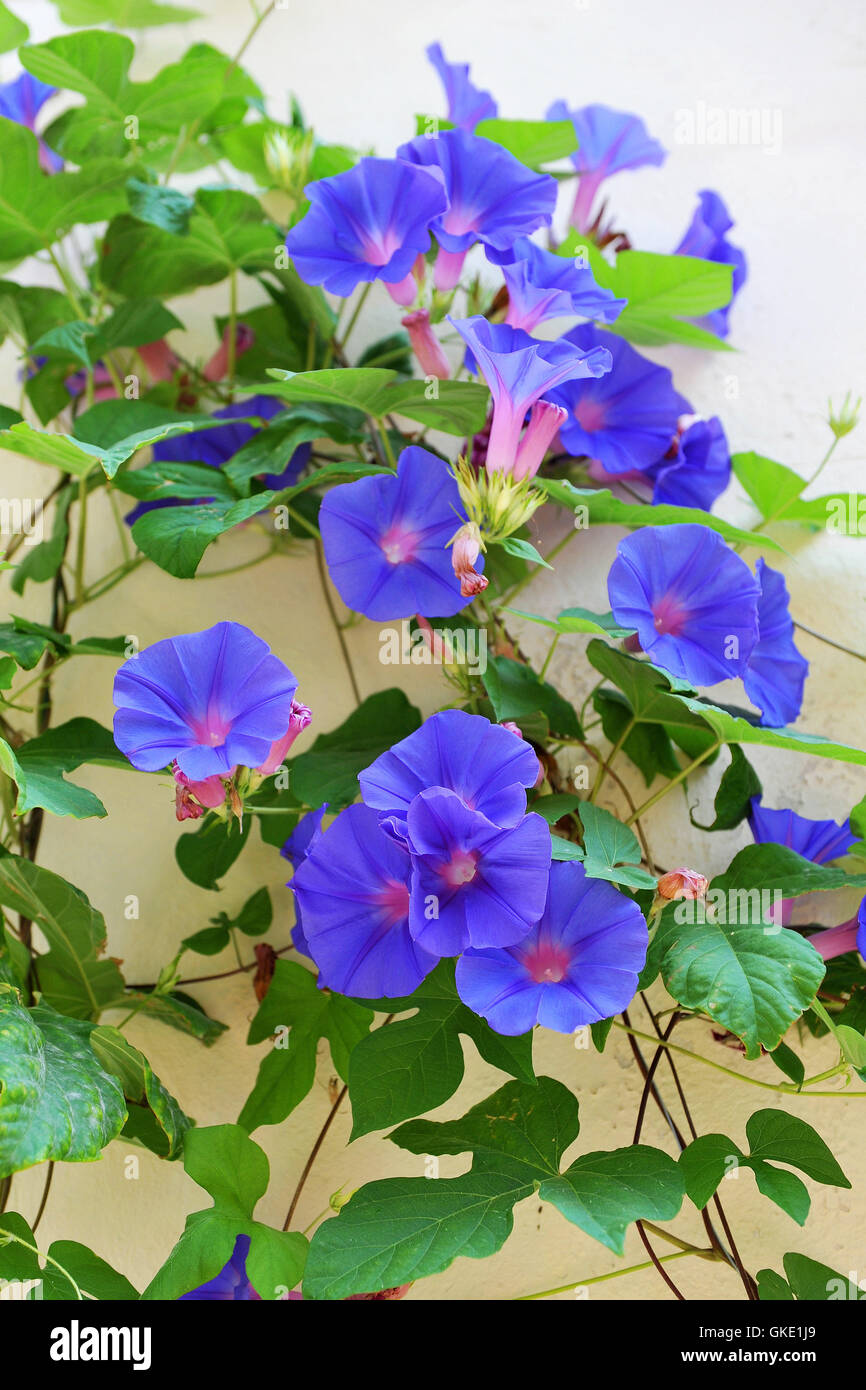 blue flower flowers Stock Photo