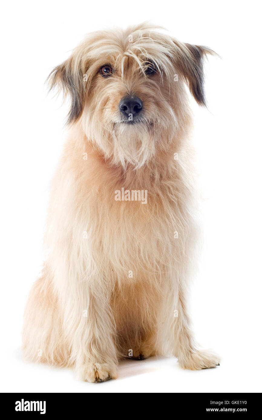 animal pet dog Stock Photo