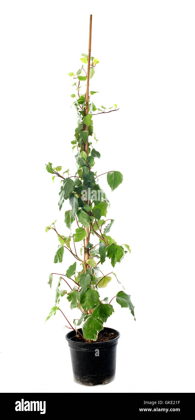 pot ivy plant Stock Photo