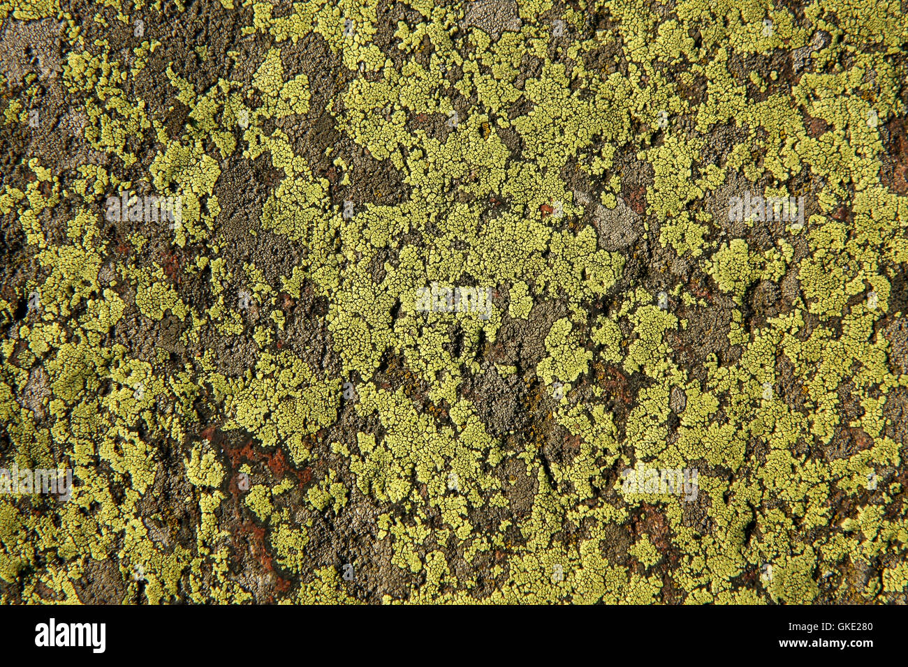 Moss on rock Stock Photo - Alamy