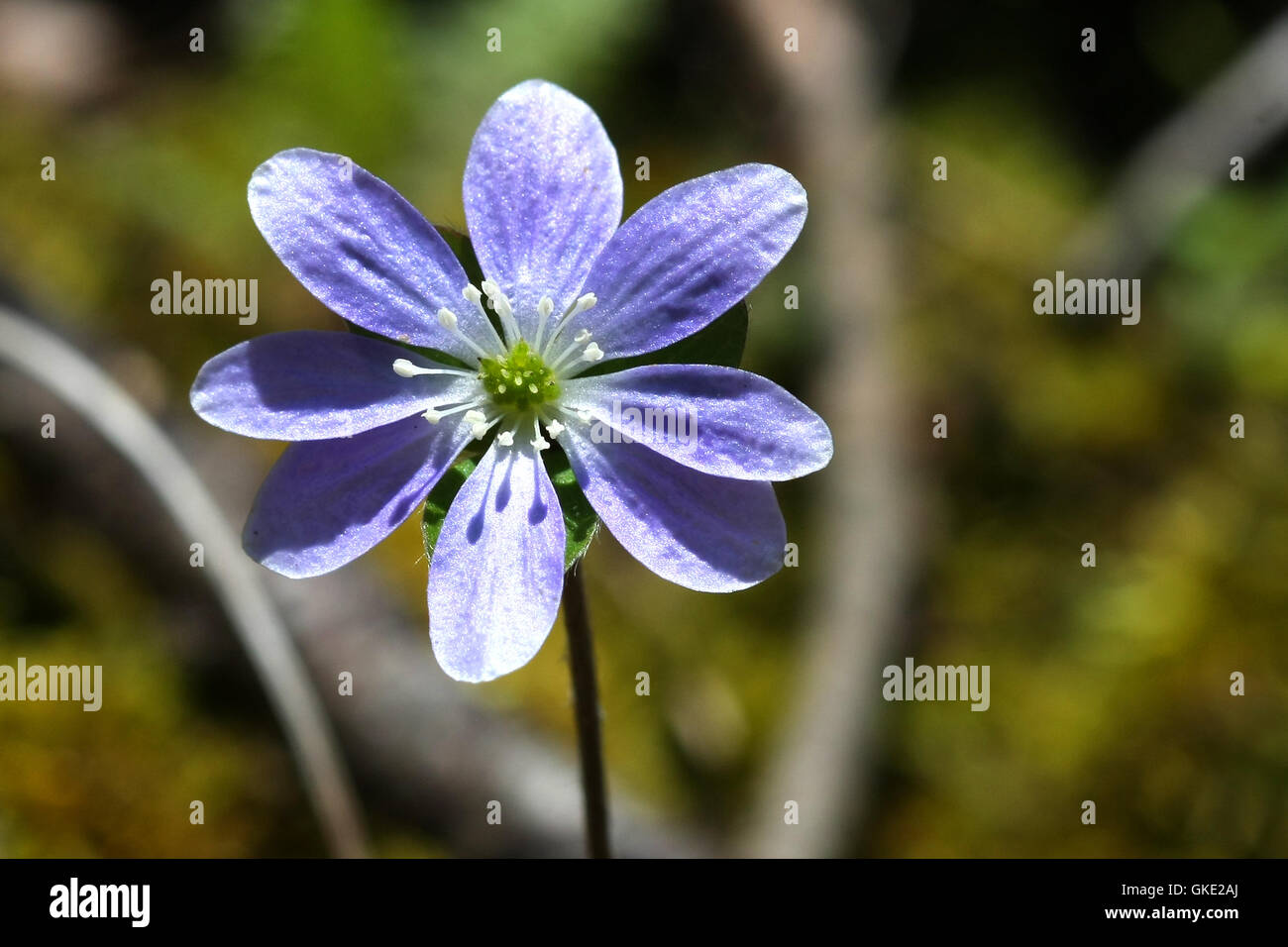 Liverwort blooming blue hepatica flower hi-res stock photography and ...
