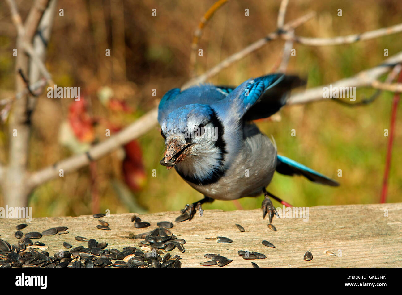 Bluejay Cyanocitta cristata Stock Photo
