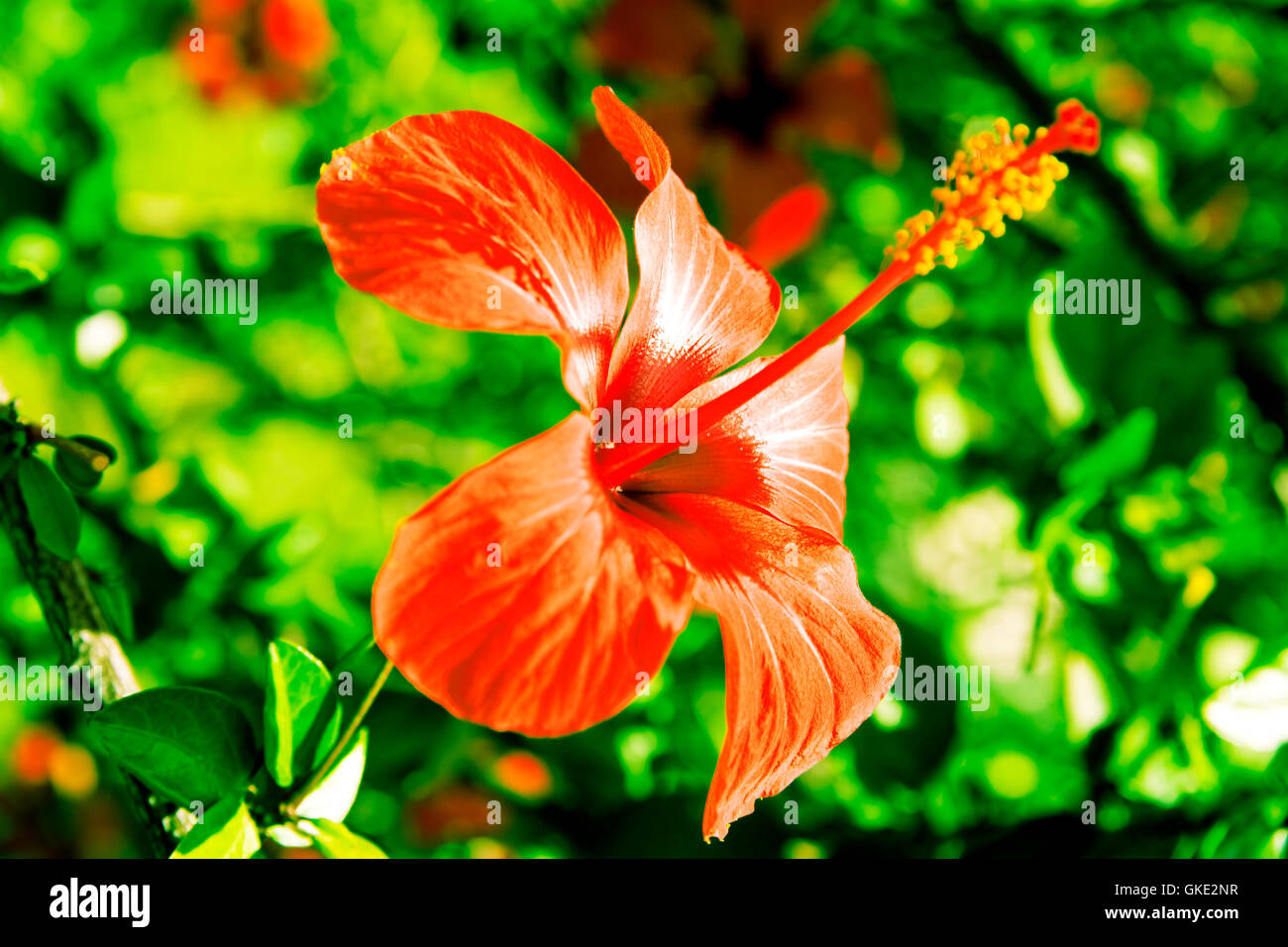 bright red tropical flower Stock Photo