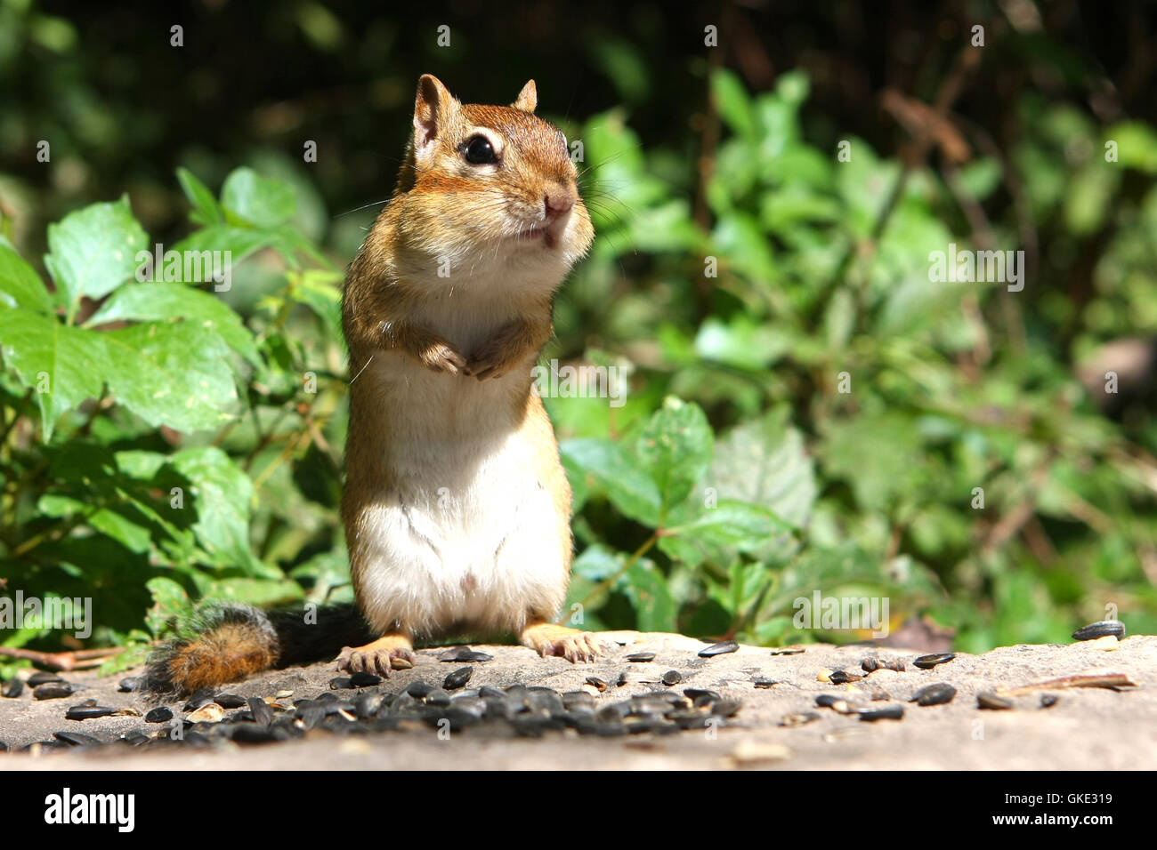 Lil Chipmunk