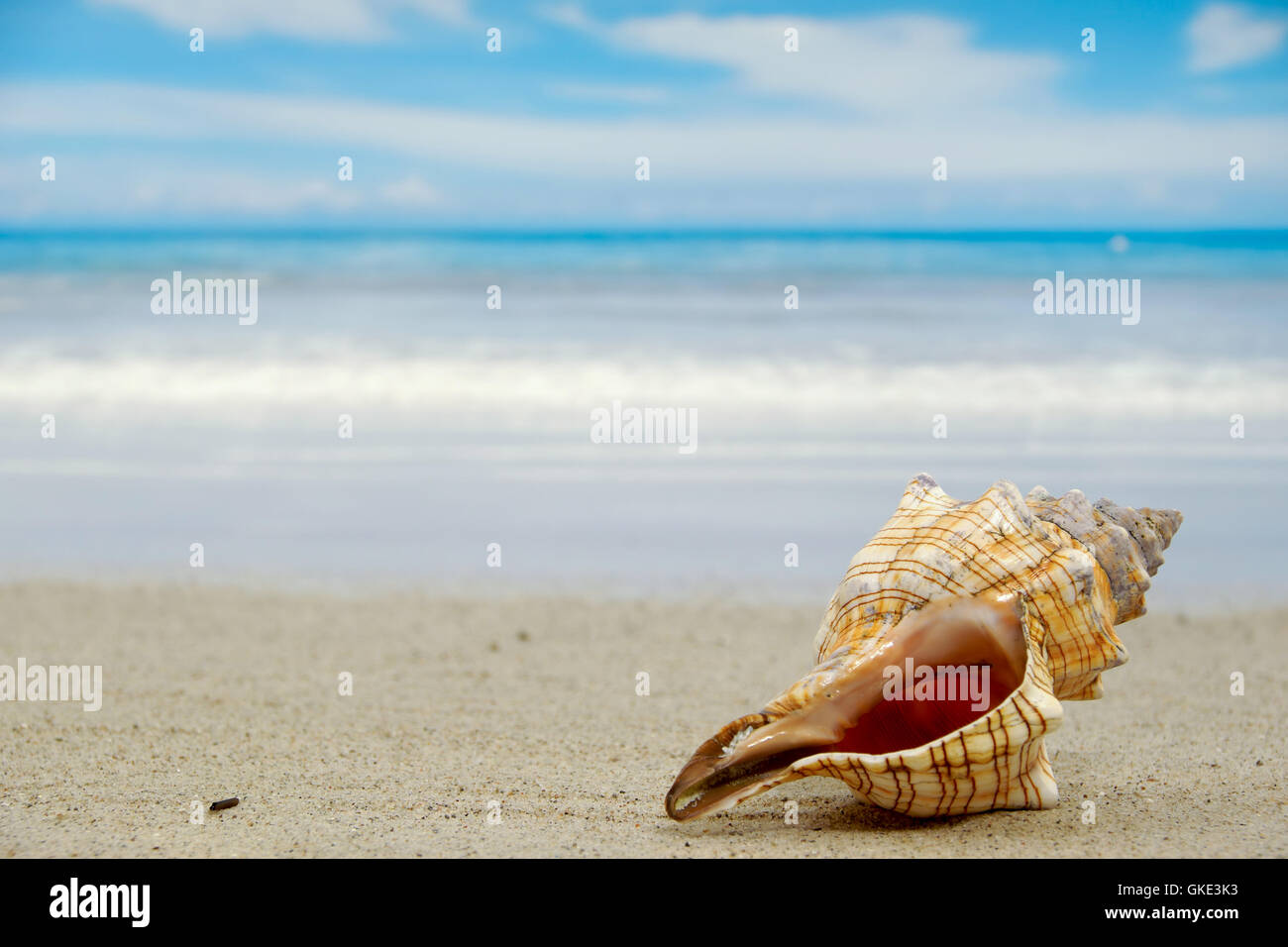 Conch Shell On Beach Stock Photo Alamy