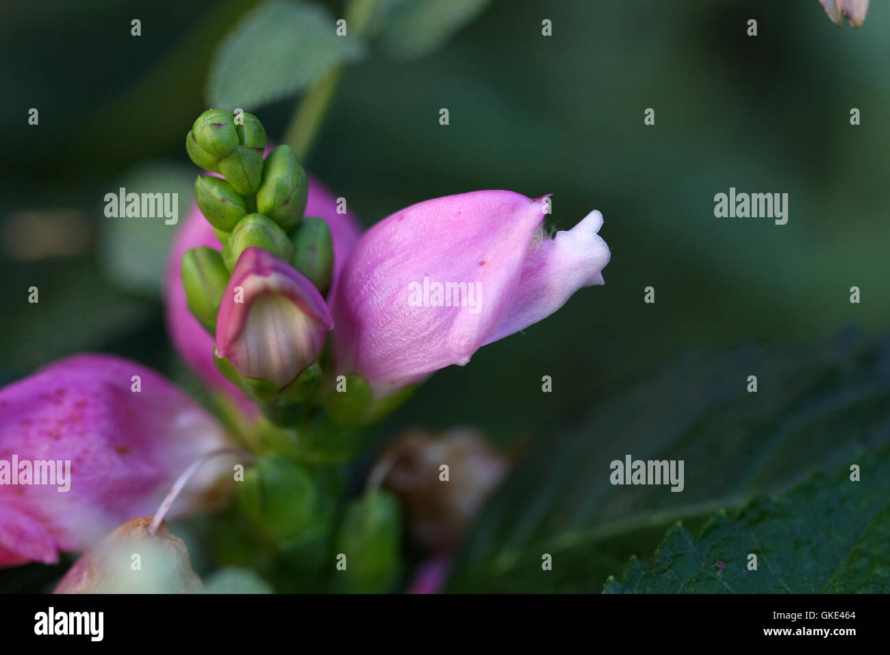 Purple Turtlehead Flower Stock Photo - Alamy