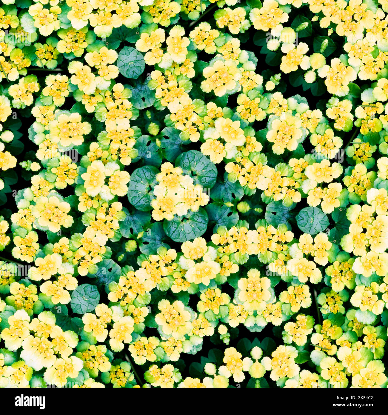 Flower kaleidoscope resembling a mandala Stock Photo