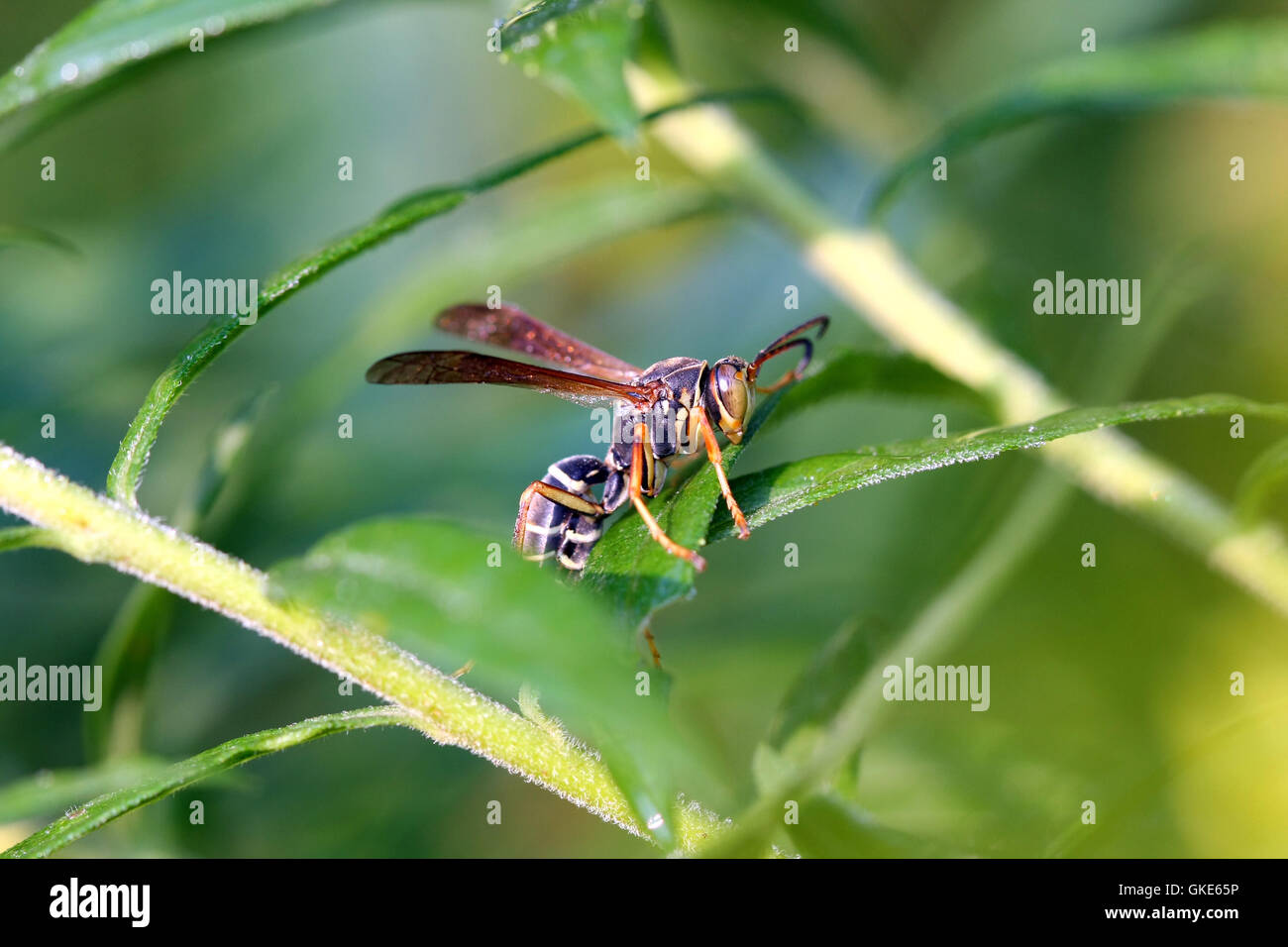 Paper Wasp Polistes sp Stock Photo