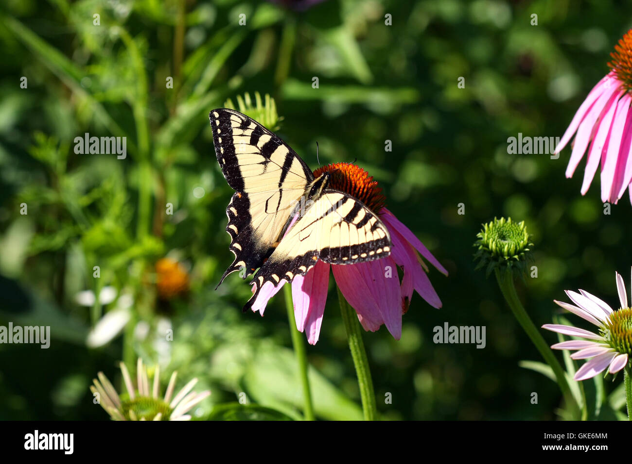 Eastern Tiger Swallowtail Butterfly Papilio glaucus Stock Photo - Alamy