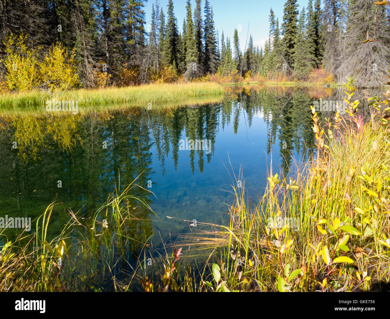 Pristine taiga forest hi-res stock photography and images - Alamy