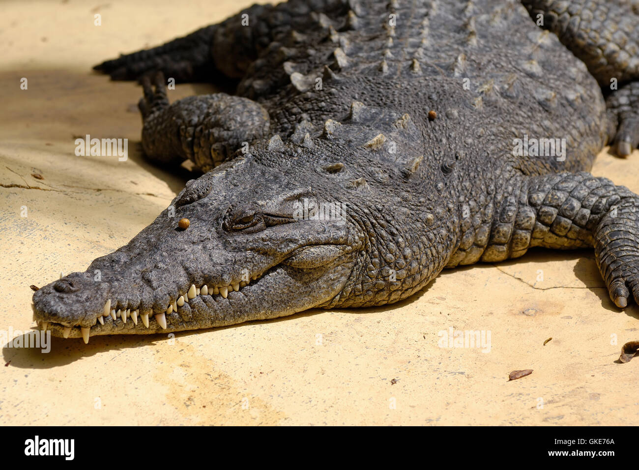 Crocodile is resting in the sun Stock Photo