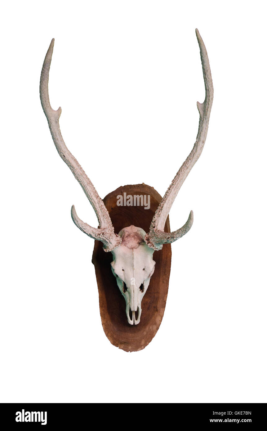 Herbivore Skull Stock Photos & Herbivore Skull Stock Images Alamy