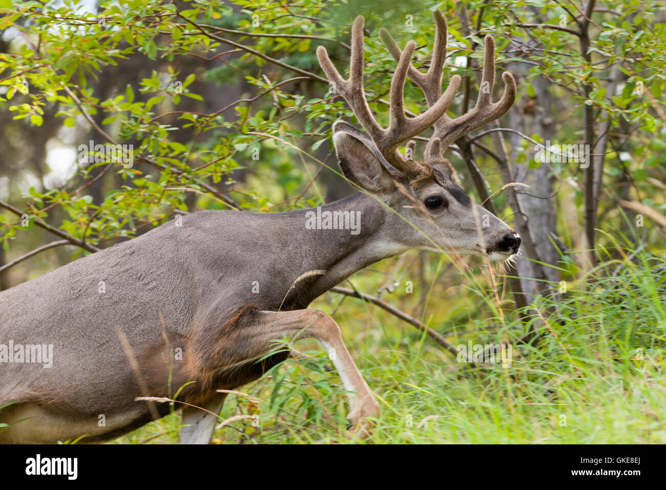 Black mule deer hi-res stock photography and images - Page 17 - Alamy