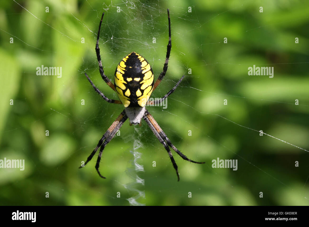 Black And Yellow Garden Spider Female Stock Photo 115254687 Alamy