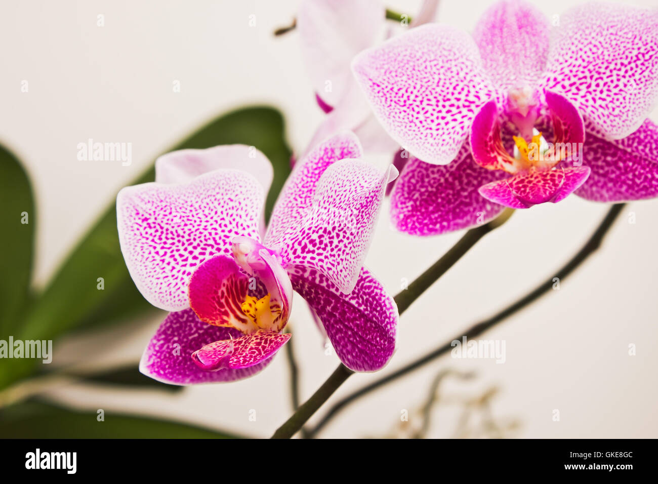 flowers orchids Stock Photo